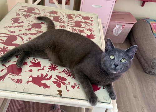 Artemis, an adoptable Russian Blue in West Grove, DE