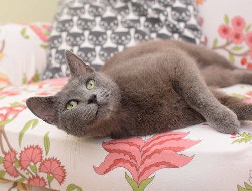 Artemis, Young Russian Blue / Mixed (short coat), cat for adoption in Lancaster, Pennsylvania