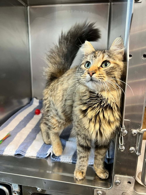 Persephone, an adoptable Maine Coon in West Grove, DE