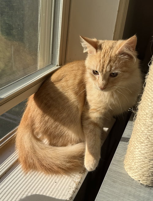 Ares, an adoptable Maine Coon in West Grove, DE