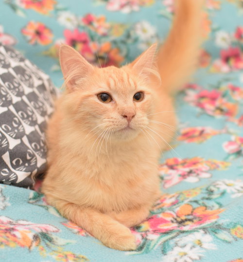 Ares, Baby Maine Coon (long coat), cat for adoption in Lancaster, Pennsylvania