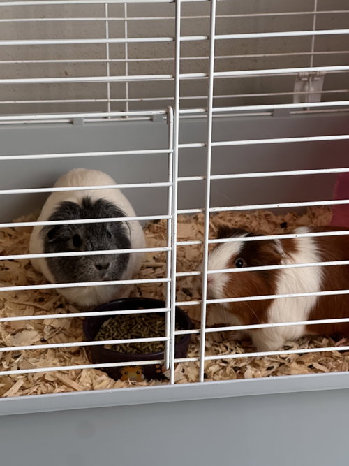 Rosa and Pequena