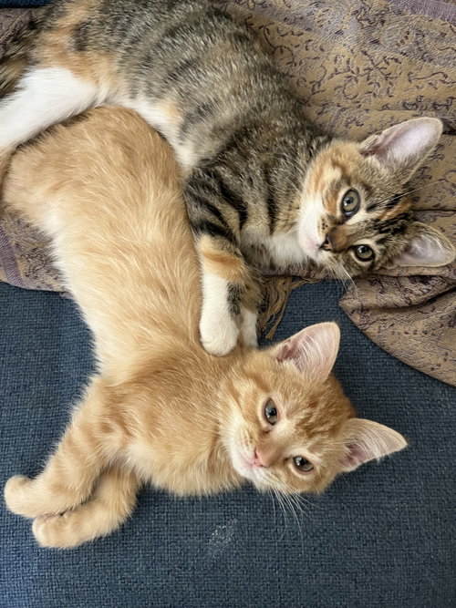Sassafras & Pepper