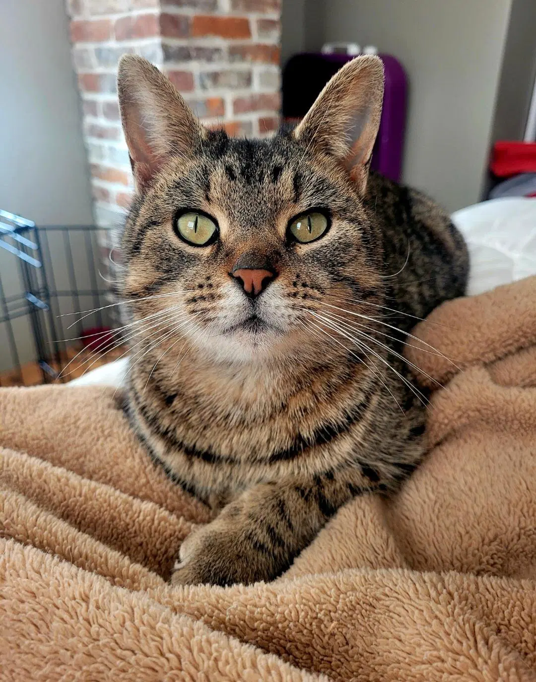 Willow - Tabby