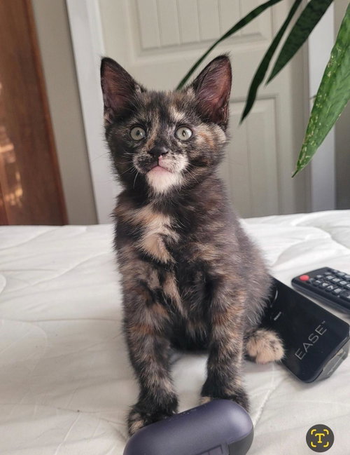 Willow's Girl #1, an adoptable Tabby in West Grove, DE