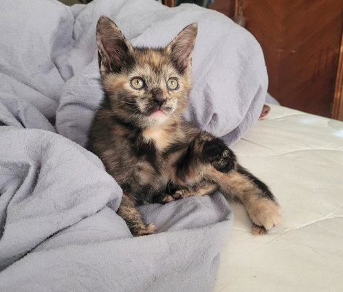 Willow's Girl #2, an adoptable Calico in West Grove, DE