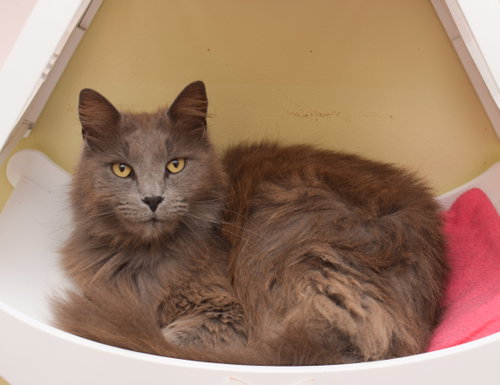 Dean, an adoptable Nebelung in West Grove, DE