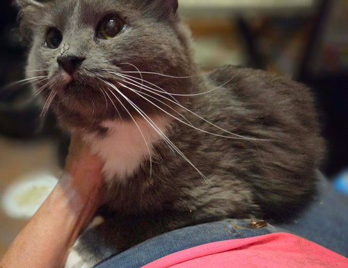 Jess, an adoptable Maine Coon in West Grove, DE