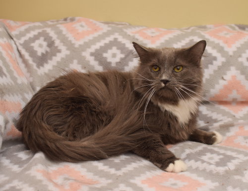 Jess, an adoptable Maine Coon in West Grove, DE