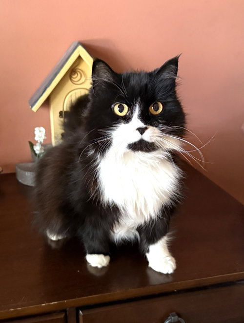 Sookie, an adoptable Maine Coon in West Grove, DE