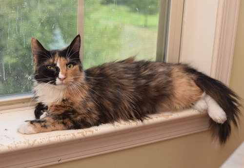 Lorelai, an adoptable Maine Coon in West Grove, DE