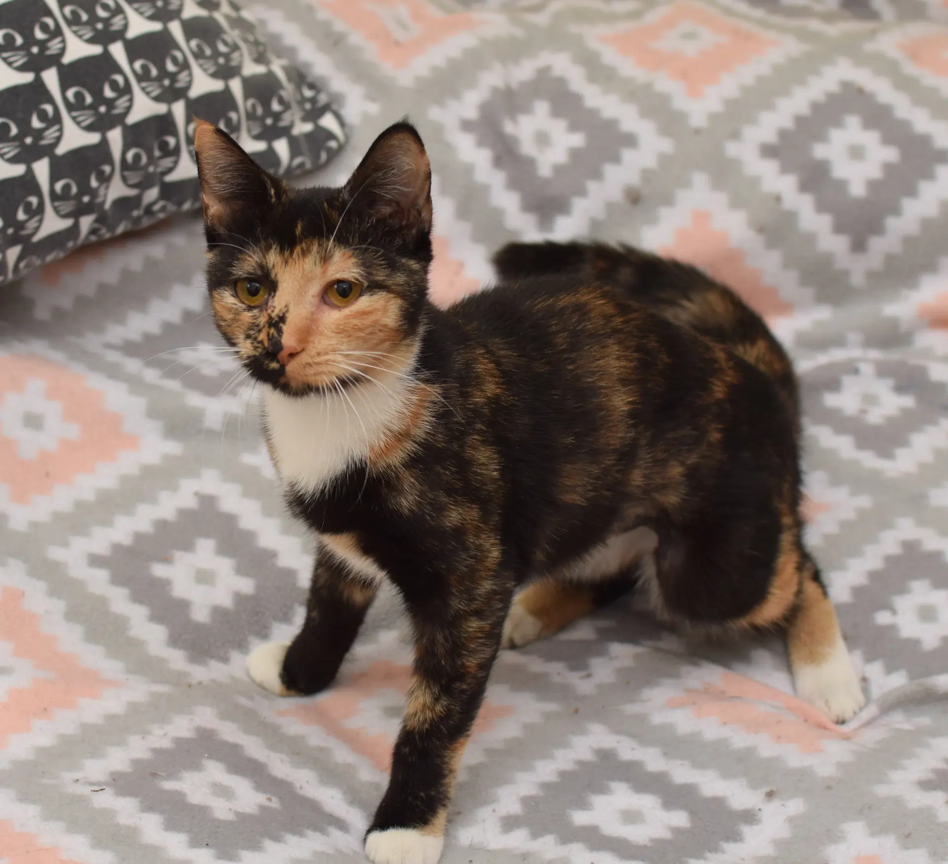 Rory - Calico