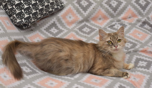 Paris, an adoptable Maine Coon in West Grove, DE
