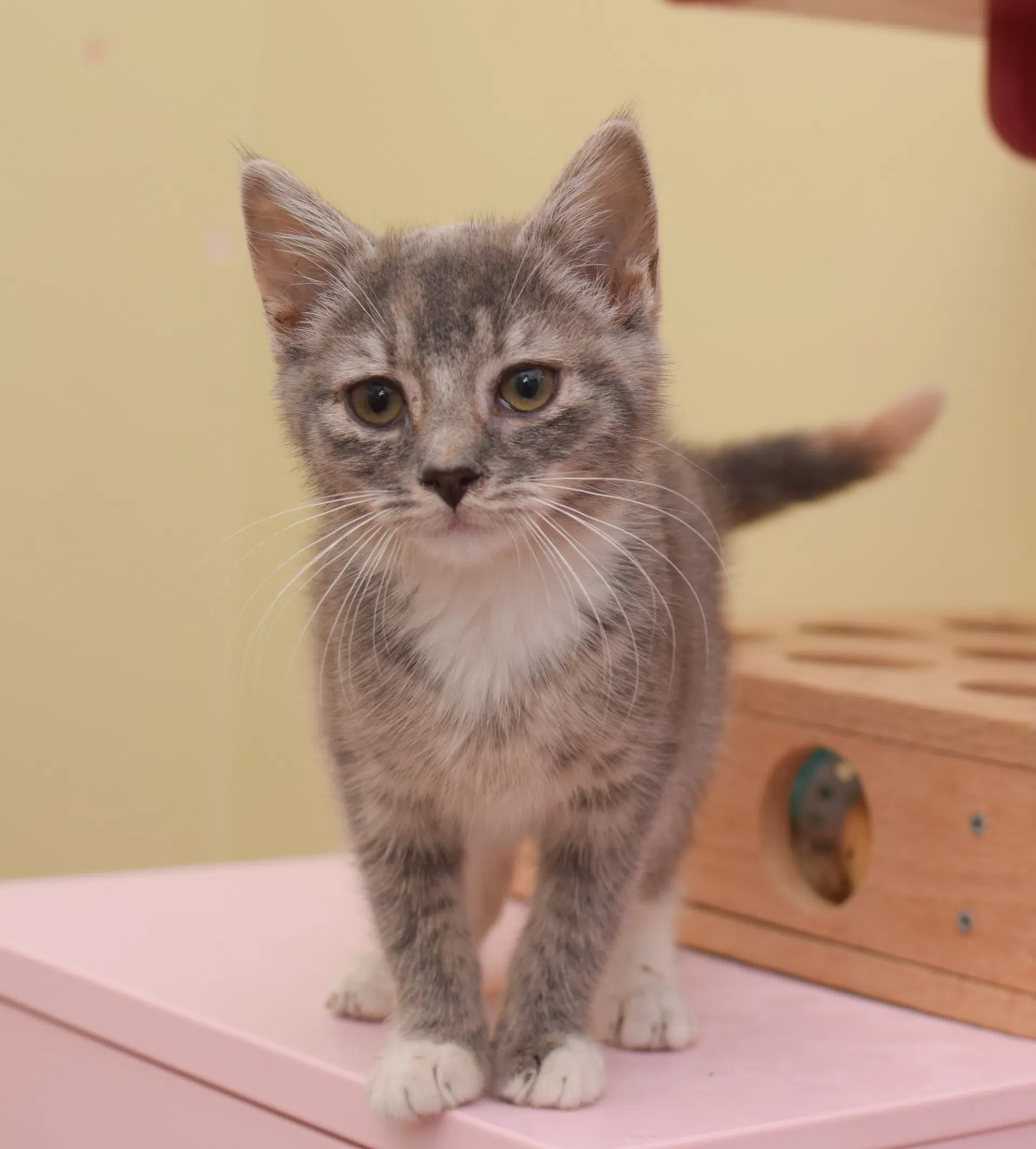 Lane - Domestic Short Hair