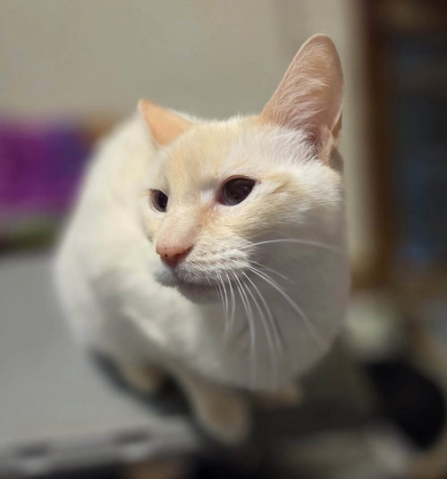 Emily, an adoptable Siamese in West Grove, DE