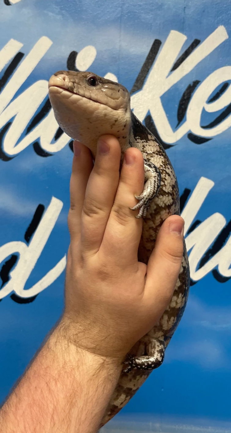 Bluey (Blue Tongue Skink), other