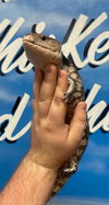 Bluey (Blue Tongue Skink)