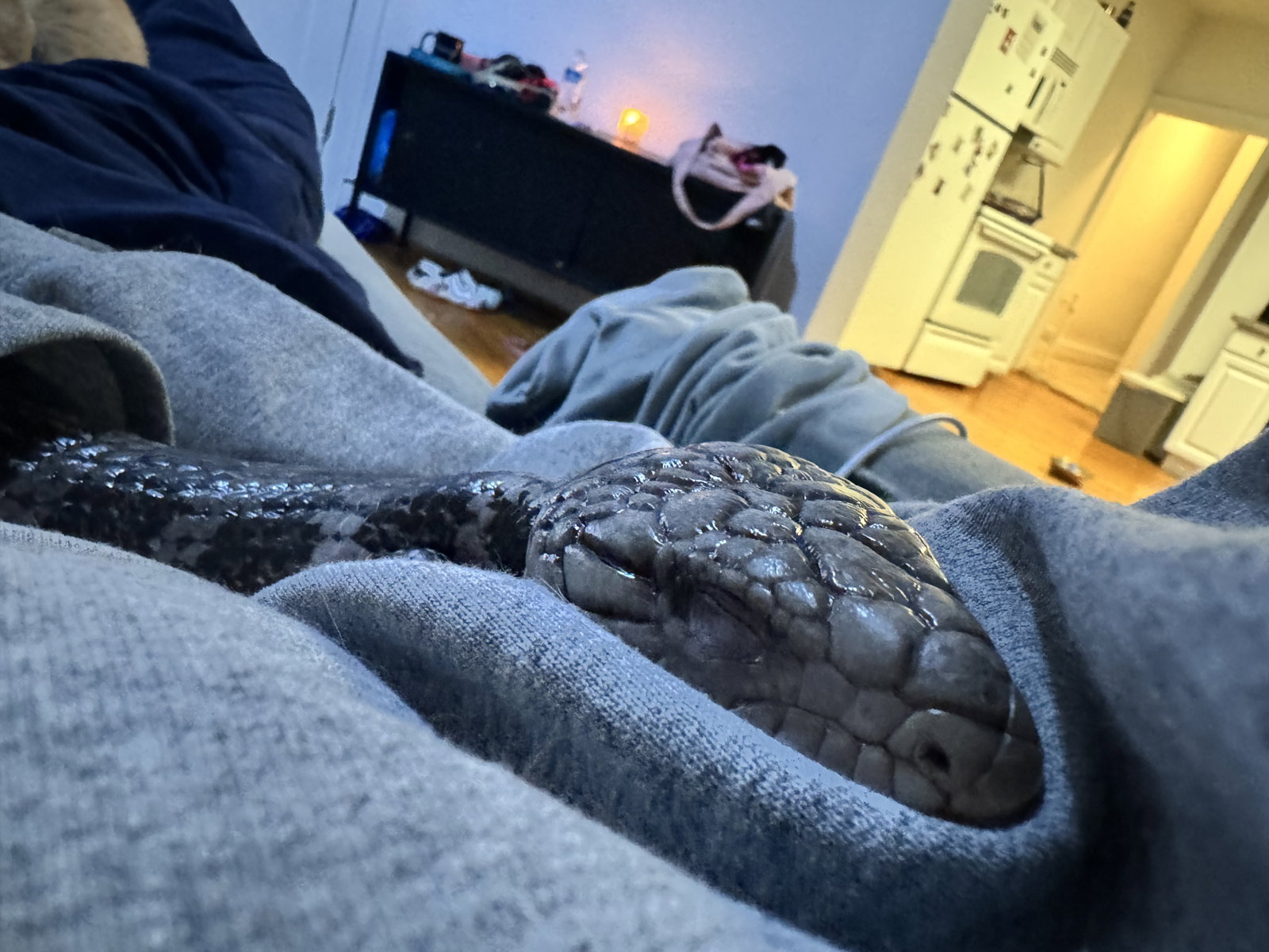 Bluey (Blue Tongue Skink), photo 2