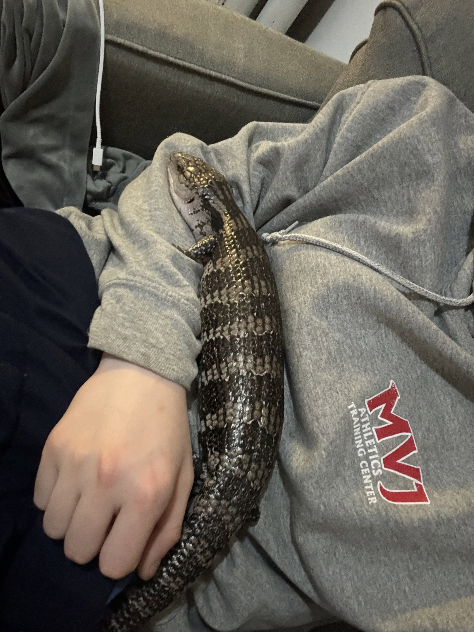 Bluey (Blue Tongue Skink), photo 3