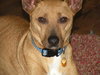 Stella
