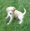 Manny