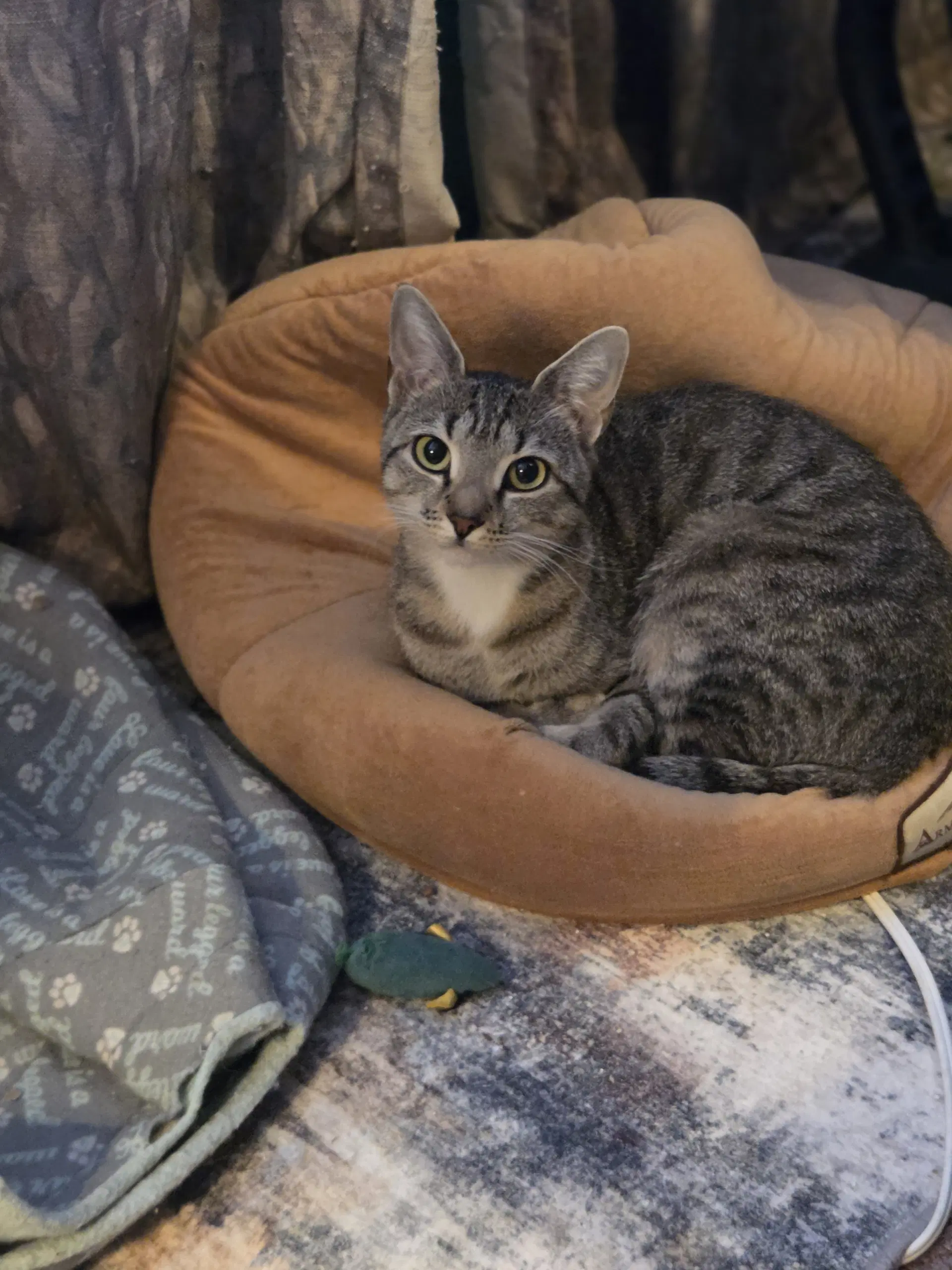 Tabby image 1