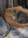 Tabby