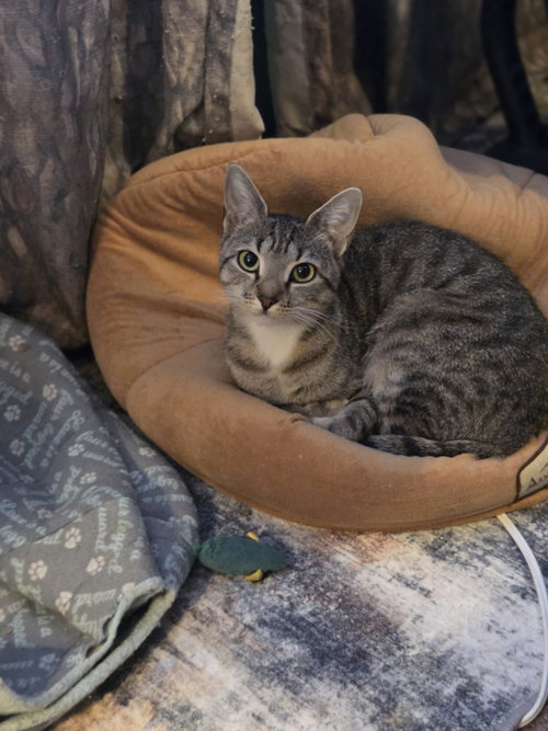 Tabby