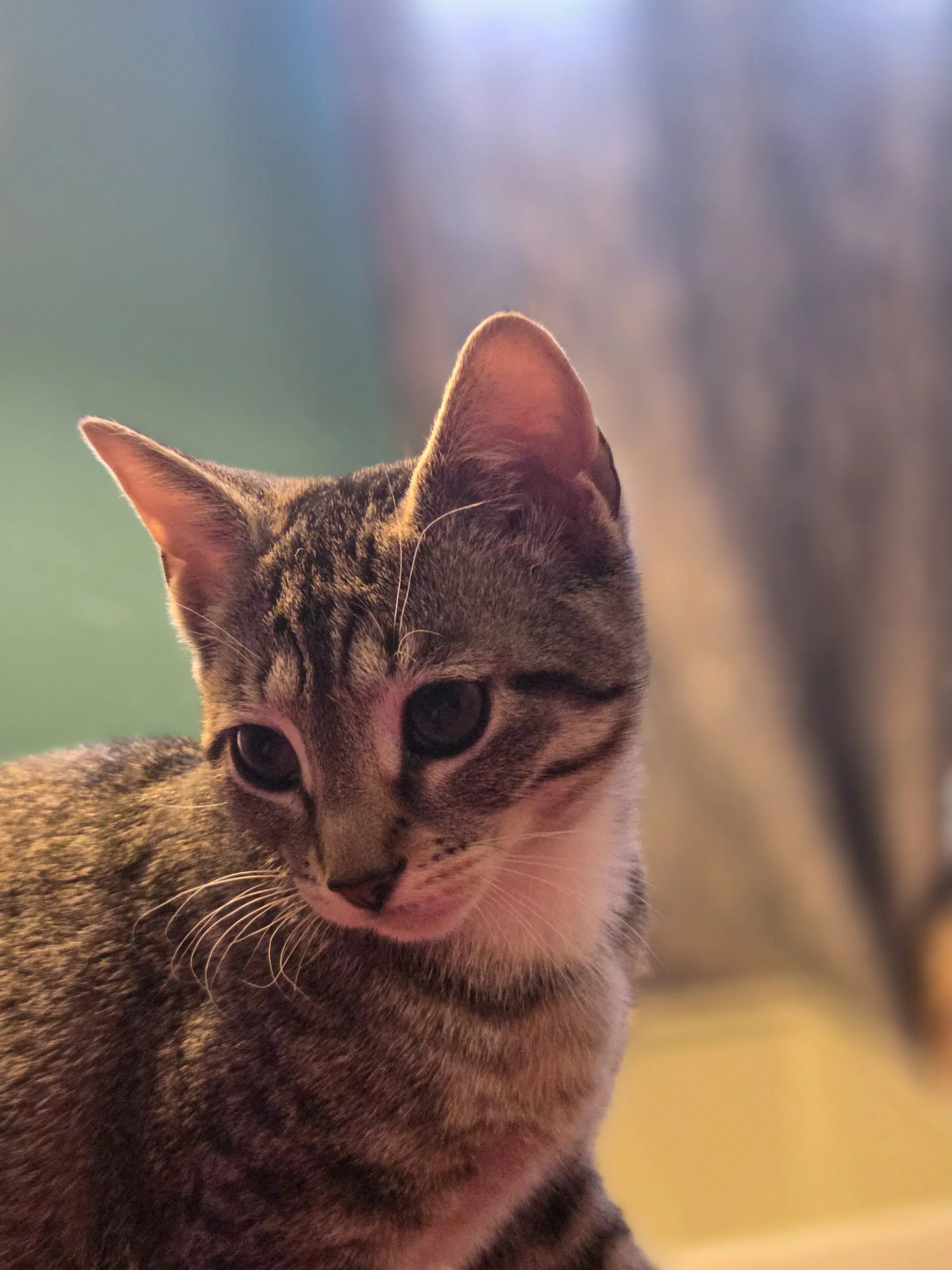 Jade - Tabby