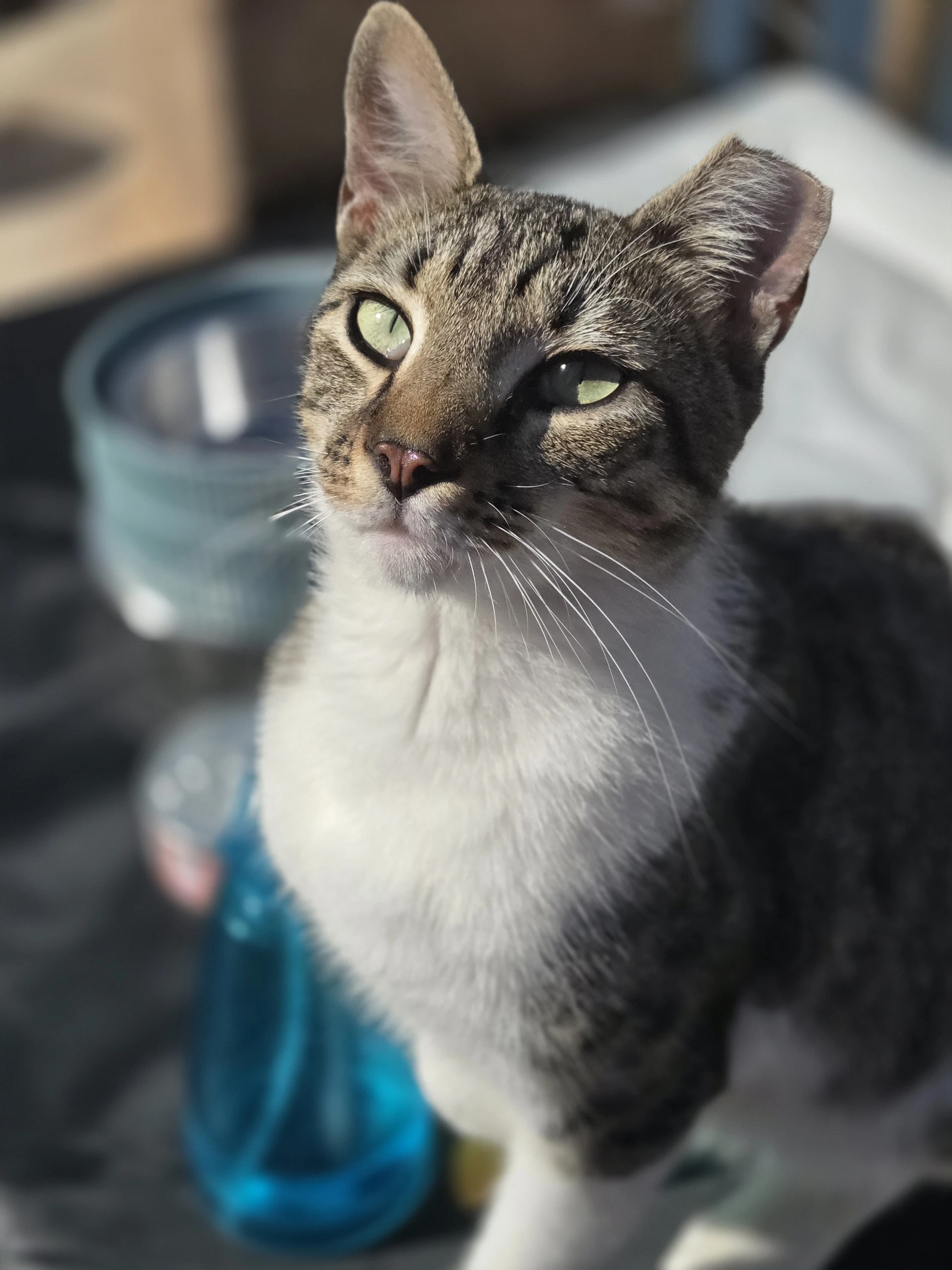 Bob