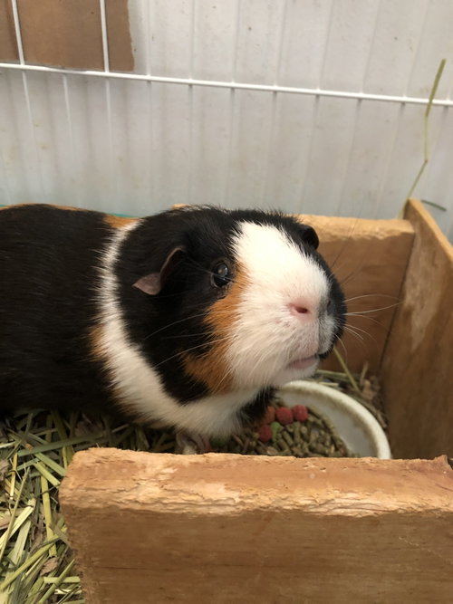 Iona, a guinea pig for adoption from Delaware Puppy Rescue