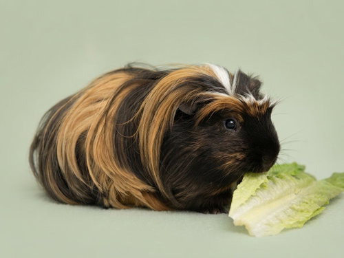Pumpernickel, a guinea pig for adoption from Delaware Puppy Rescue