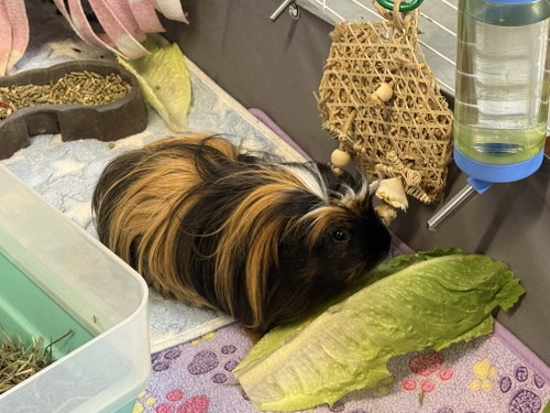 Photo 2 of Pumpernickel