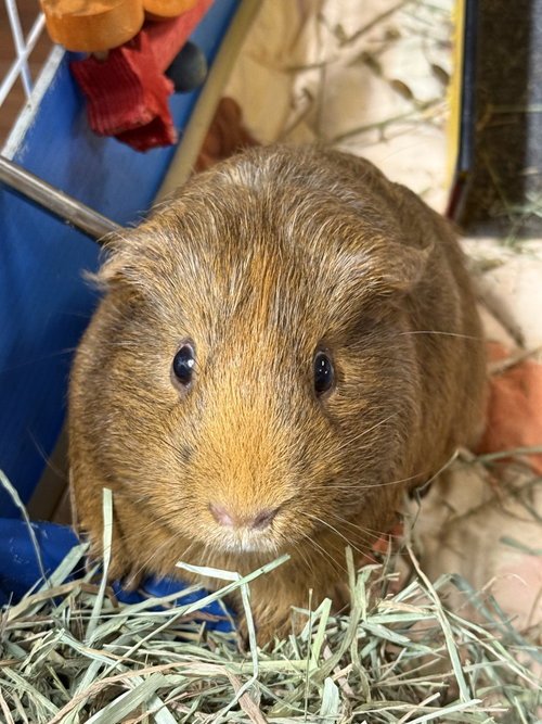 Photo 2 of Bagel