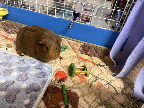 Photo 4 of Bagel