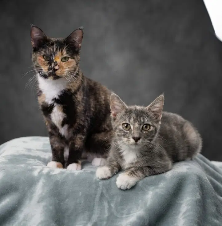Rory  Lane - Domestic Short Hair