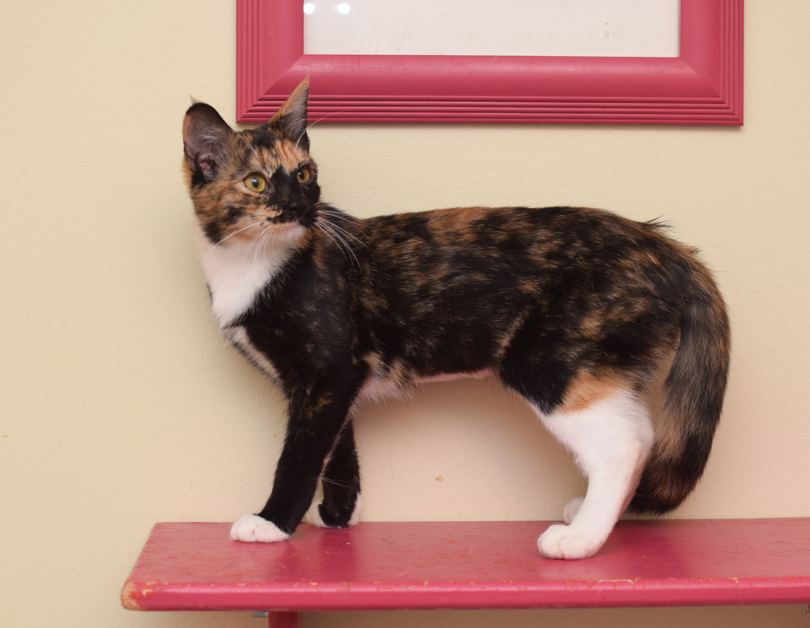 Jessie, Domestic Medium Hair