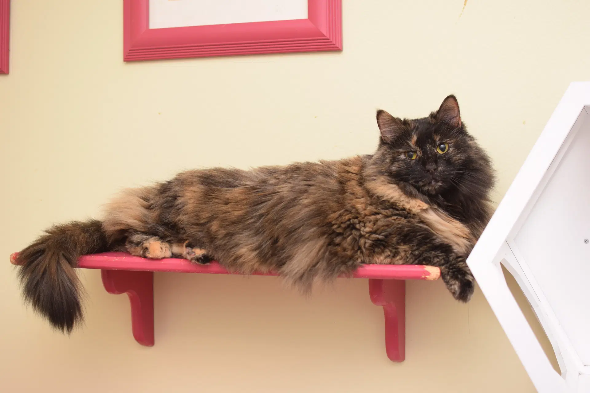 Mrs Mcgregor - Adoption Pending - Maine Coon