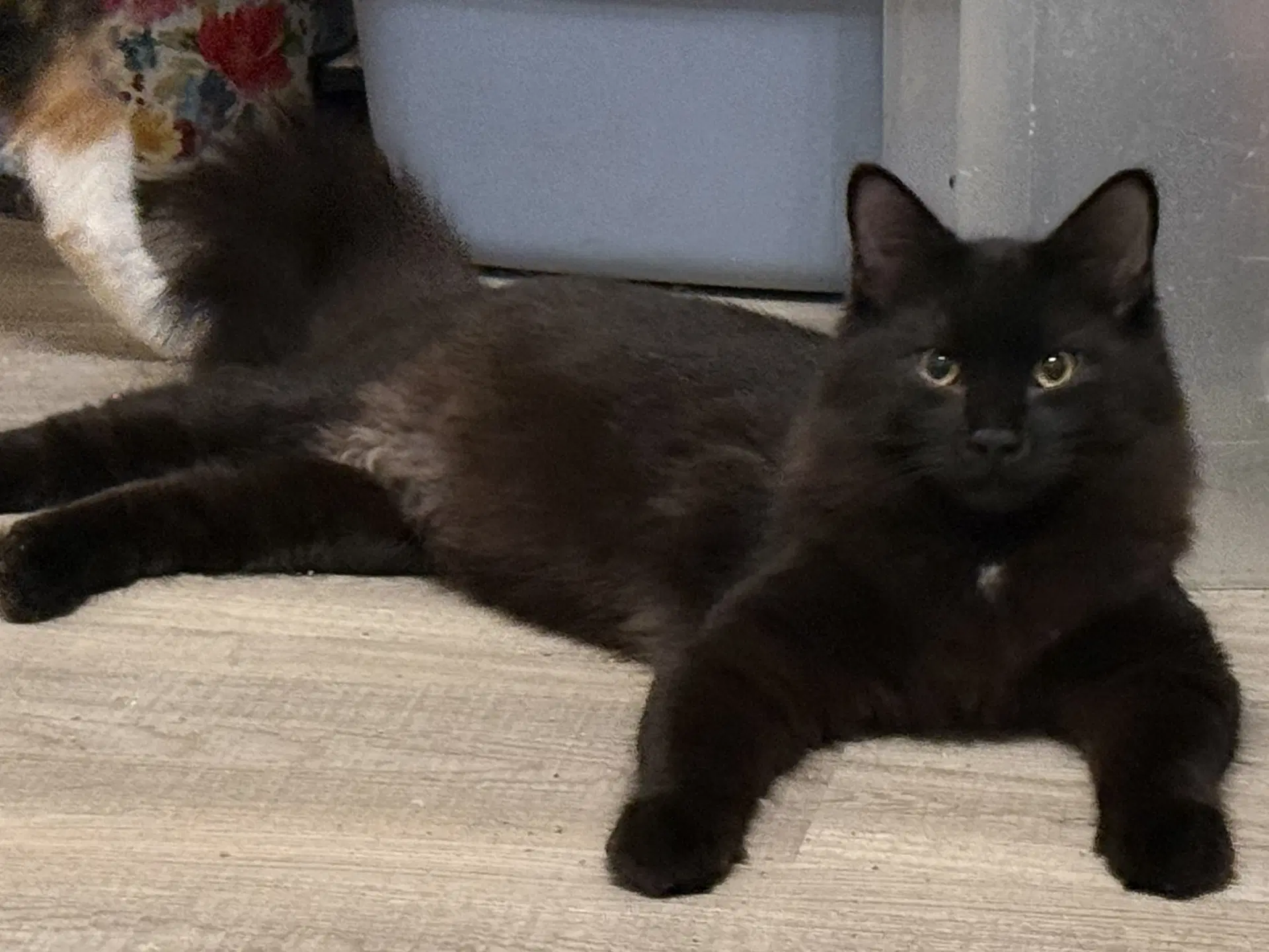 Joe - Maine Coon