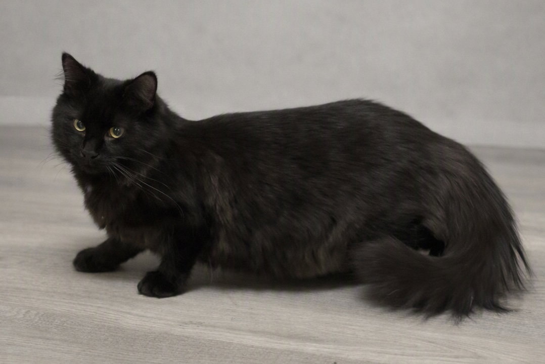 Joe, Maine Coon