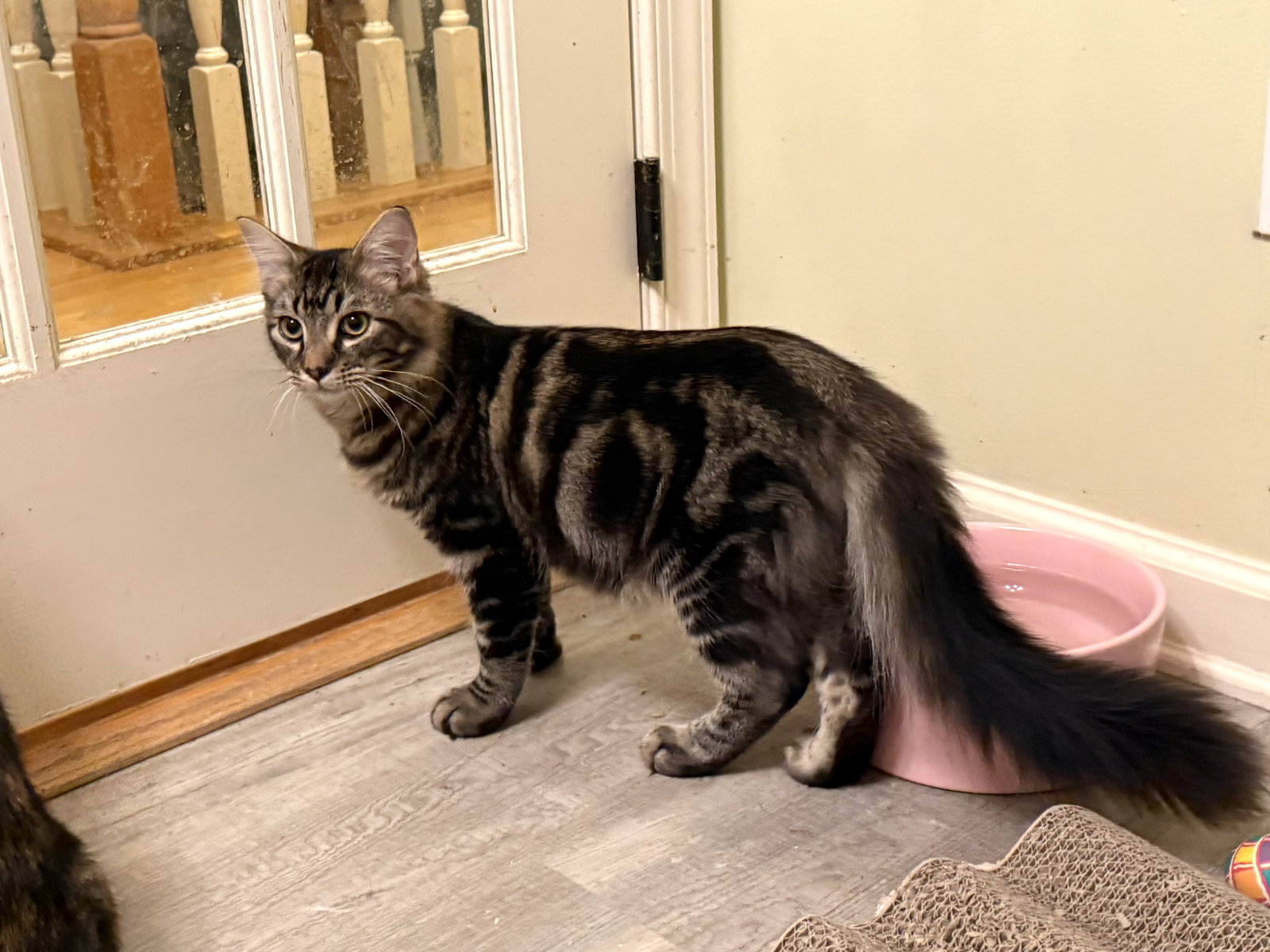 Benny, Maine Coon