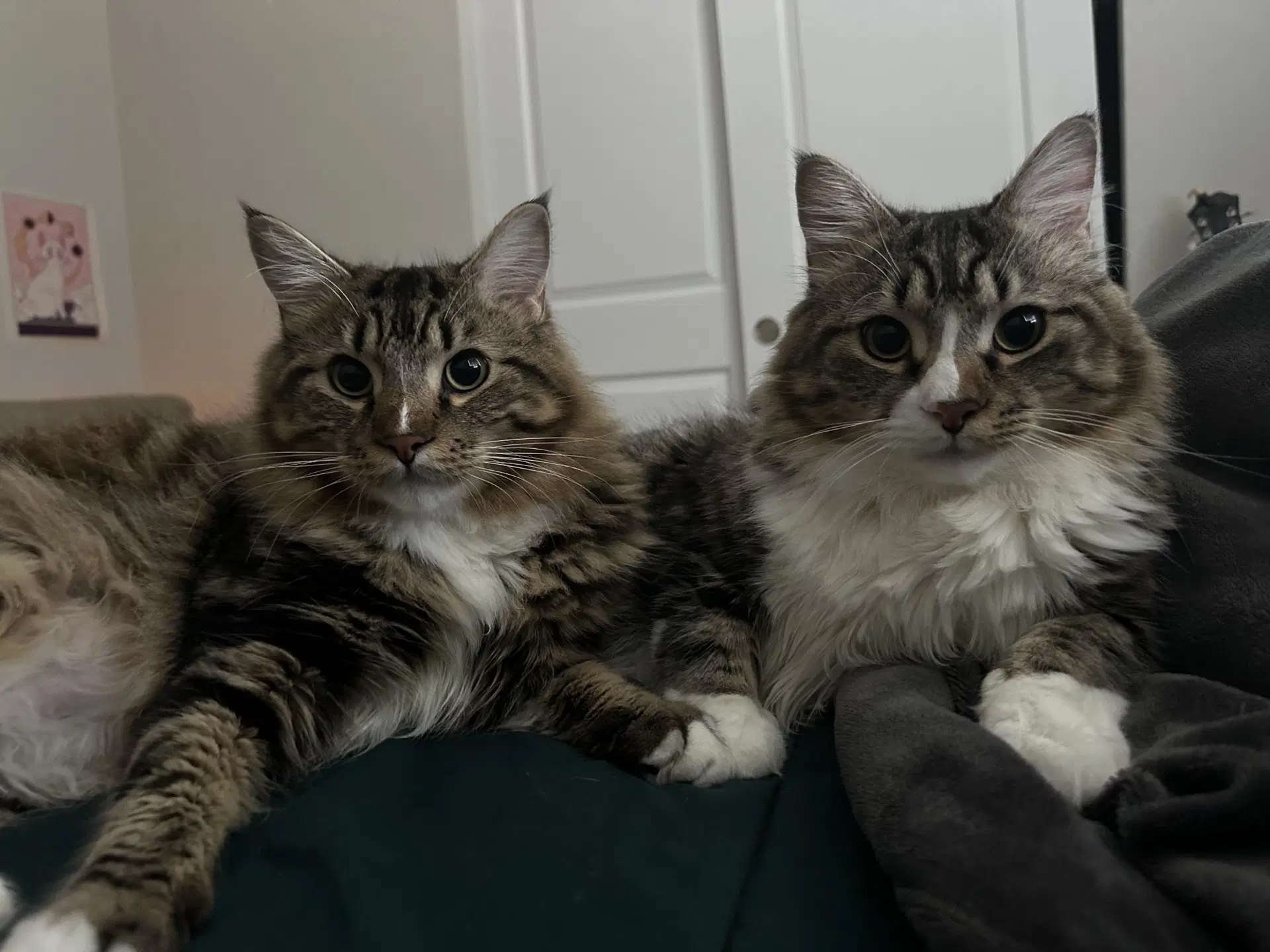 Tota  Amba - Maine Coon