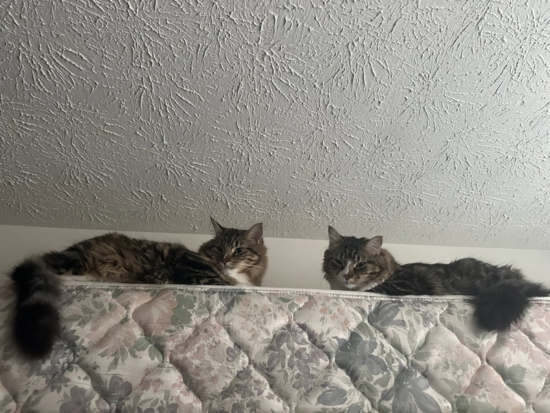 Tota & Amba, photo 4