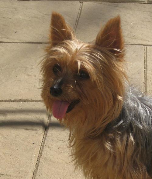 Munchkin - Adoption Pending