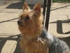 Munchkin - Adoption Pending