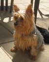 Munchkin - Adoption Pending