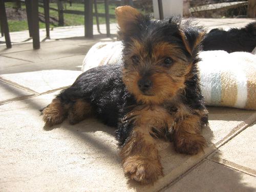 Max - Adoption Pending