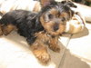 Max - Adoption Pending