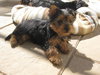 Max - Adoption Pending