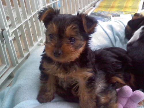 Malcolm
